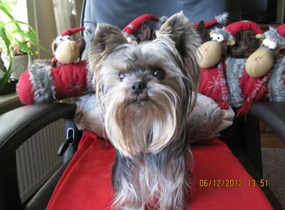 Weihnachten 2012