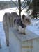 Hahnenklee-02-15 039