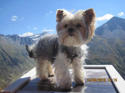 Pitztal 2016 124